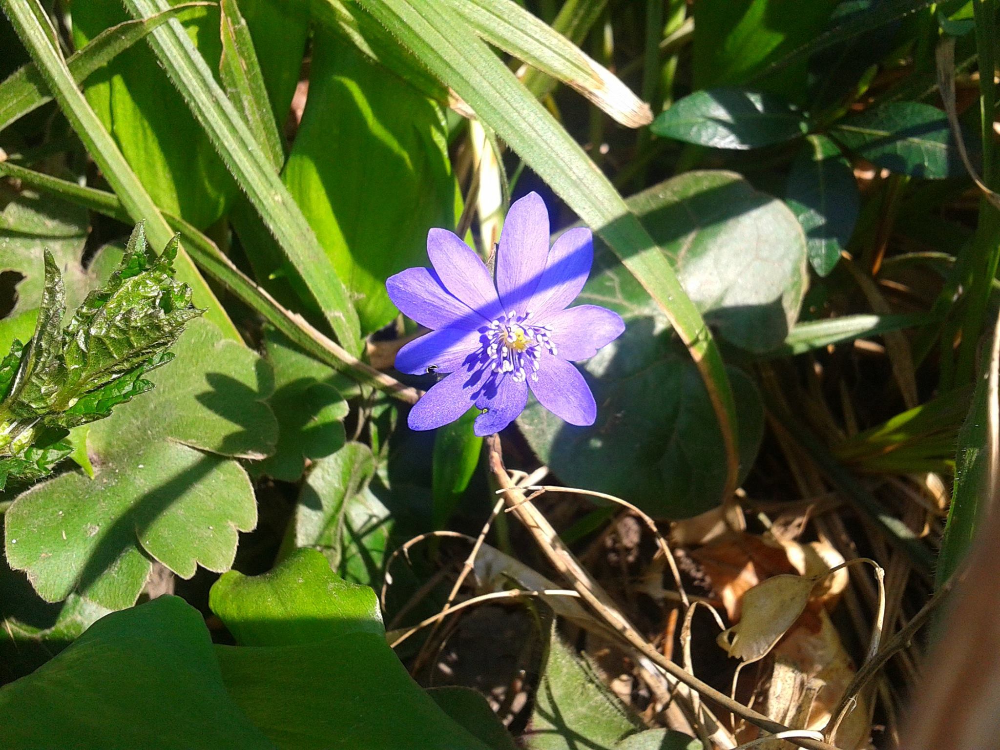 Печіночниця трансільванська, збереглася в колекції з румунського періоду