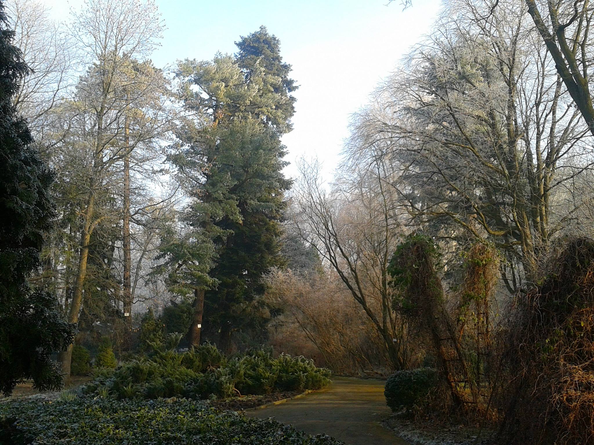 Дендрарій Ботанічного саду (безсніжний грудень 2013 року)