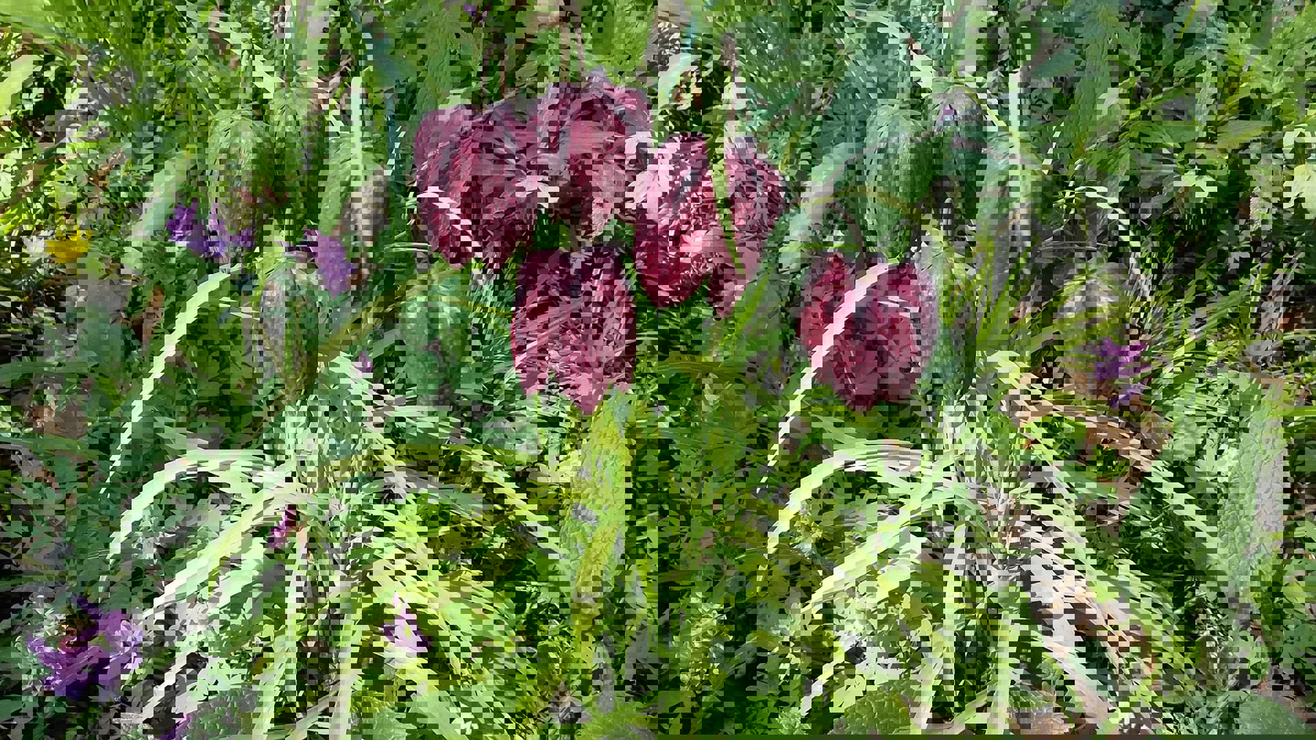 Рябчик шаховий (Fritillaria meleagris L.). Вид занесений до Червоної книги України і Польщі