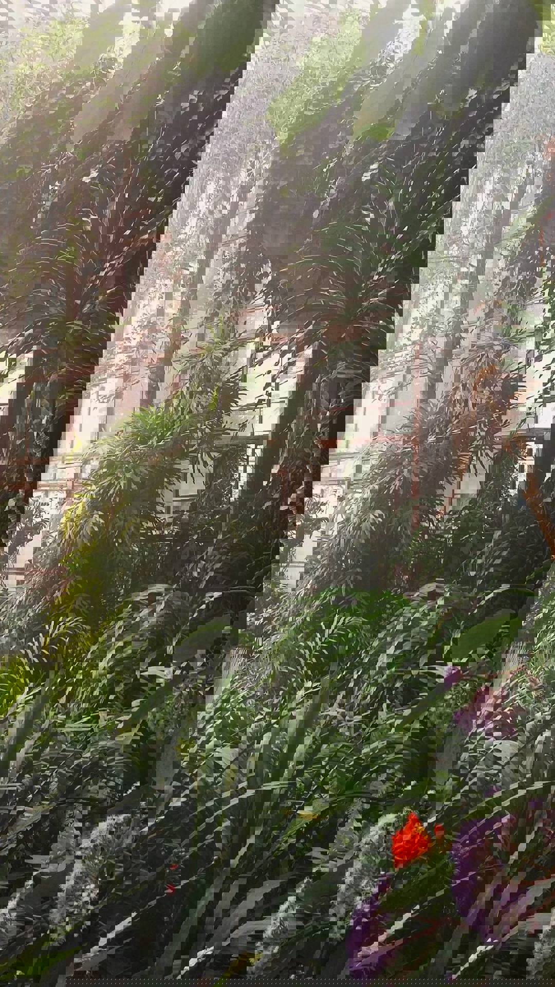 Частина колекції тропічних рослин