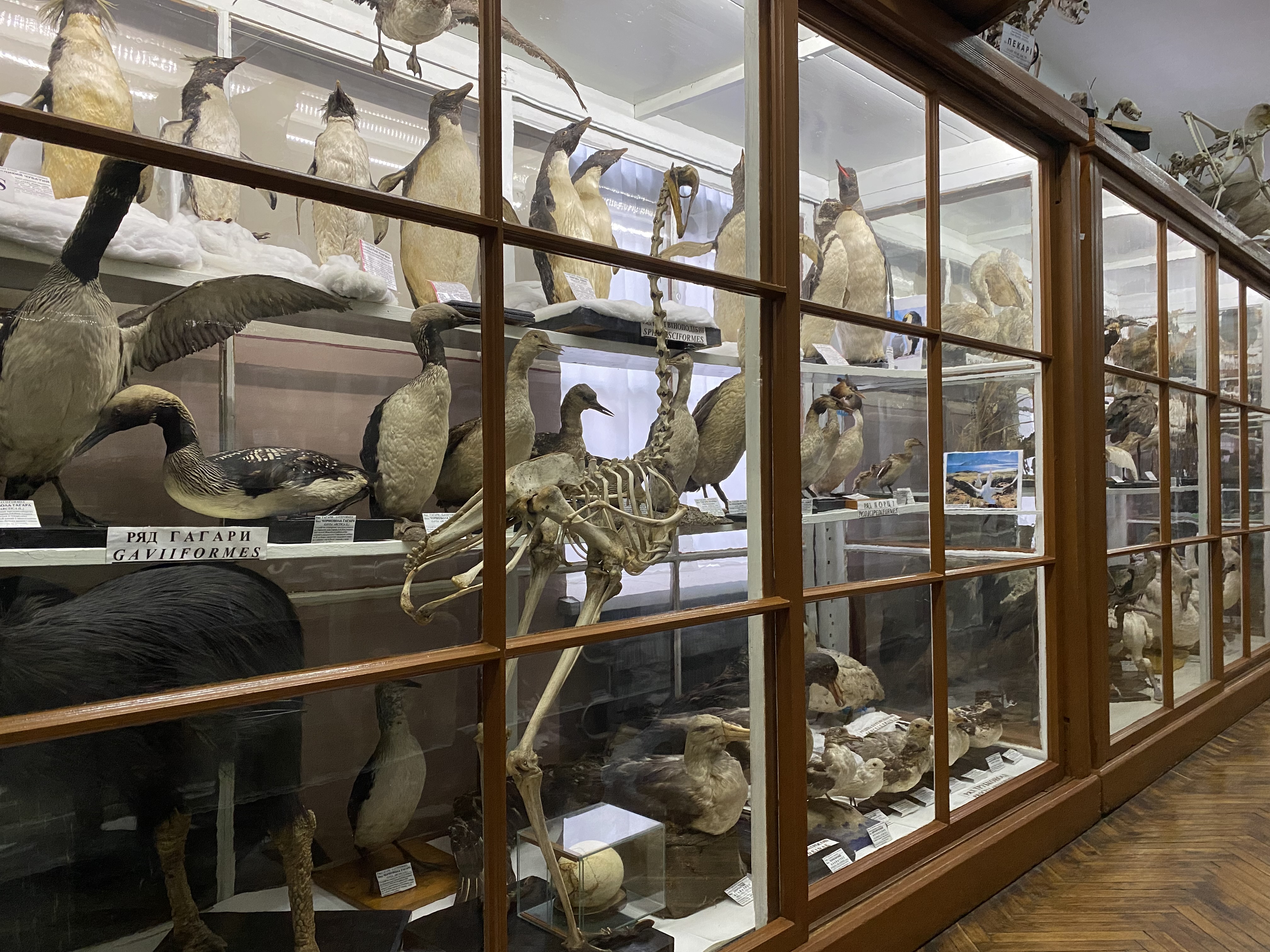 Зоологічний відділ