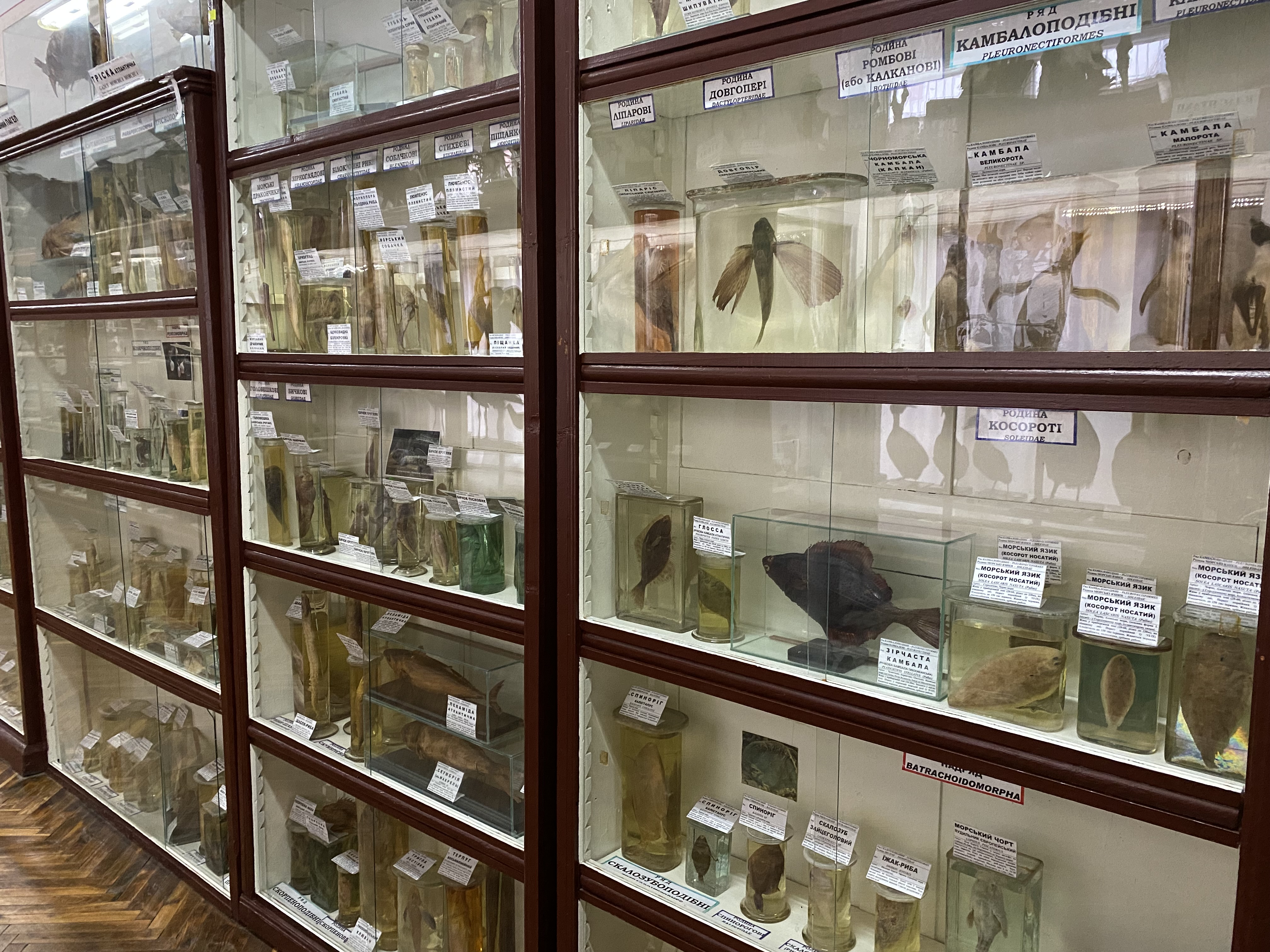 Зоологічний відділ