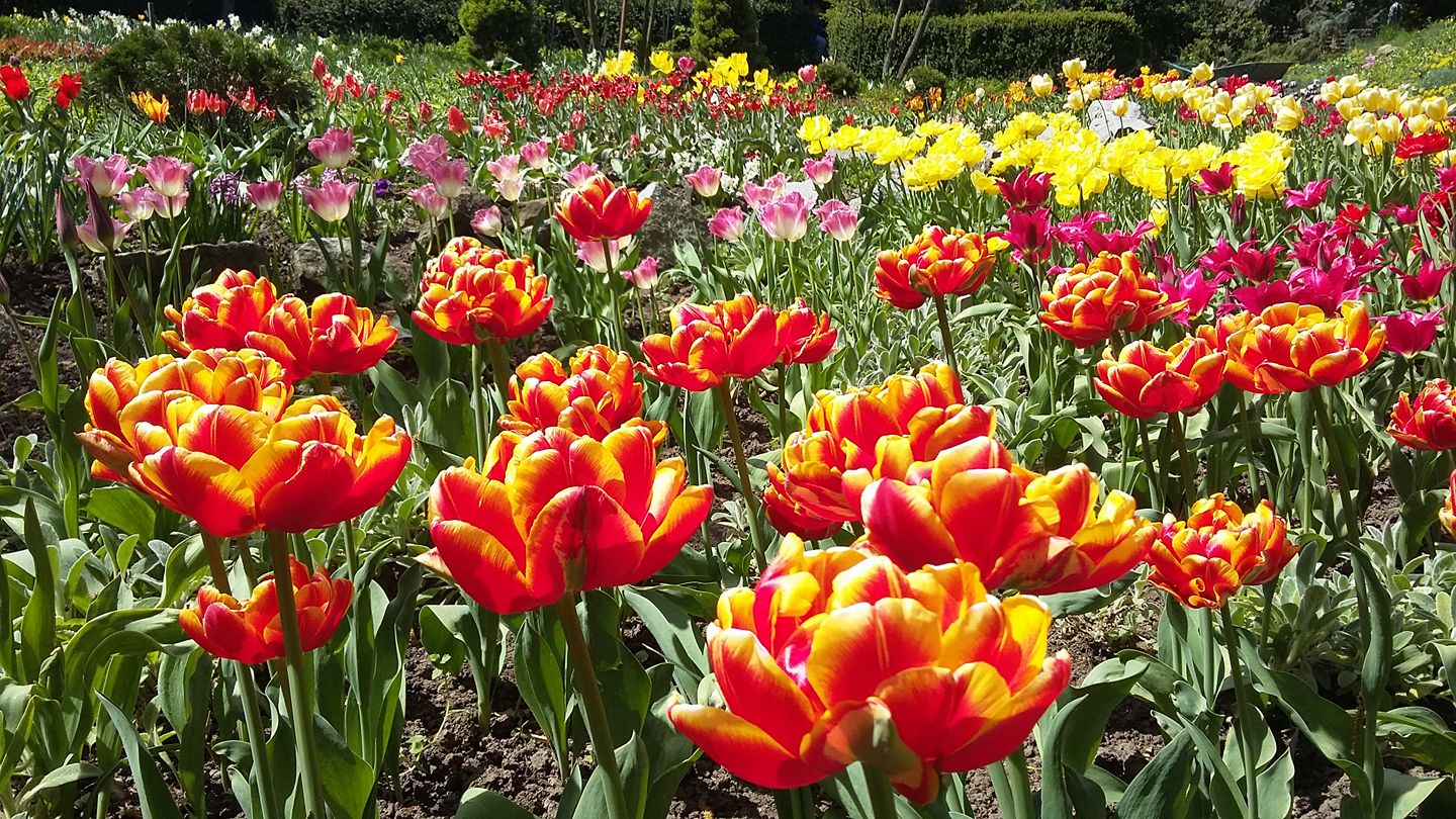 Колекції тюльпанів і нарцисів навесні