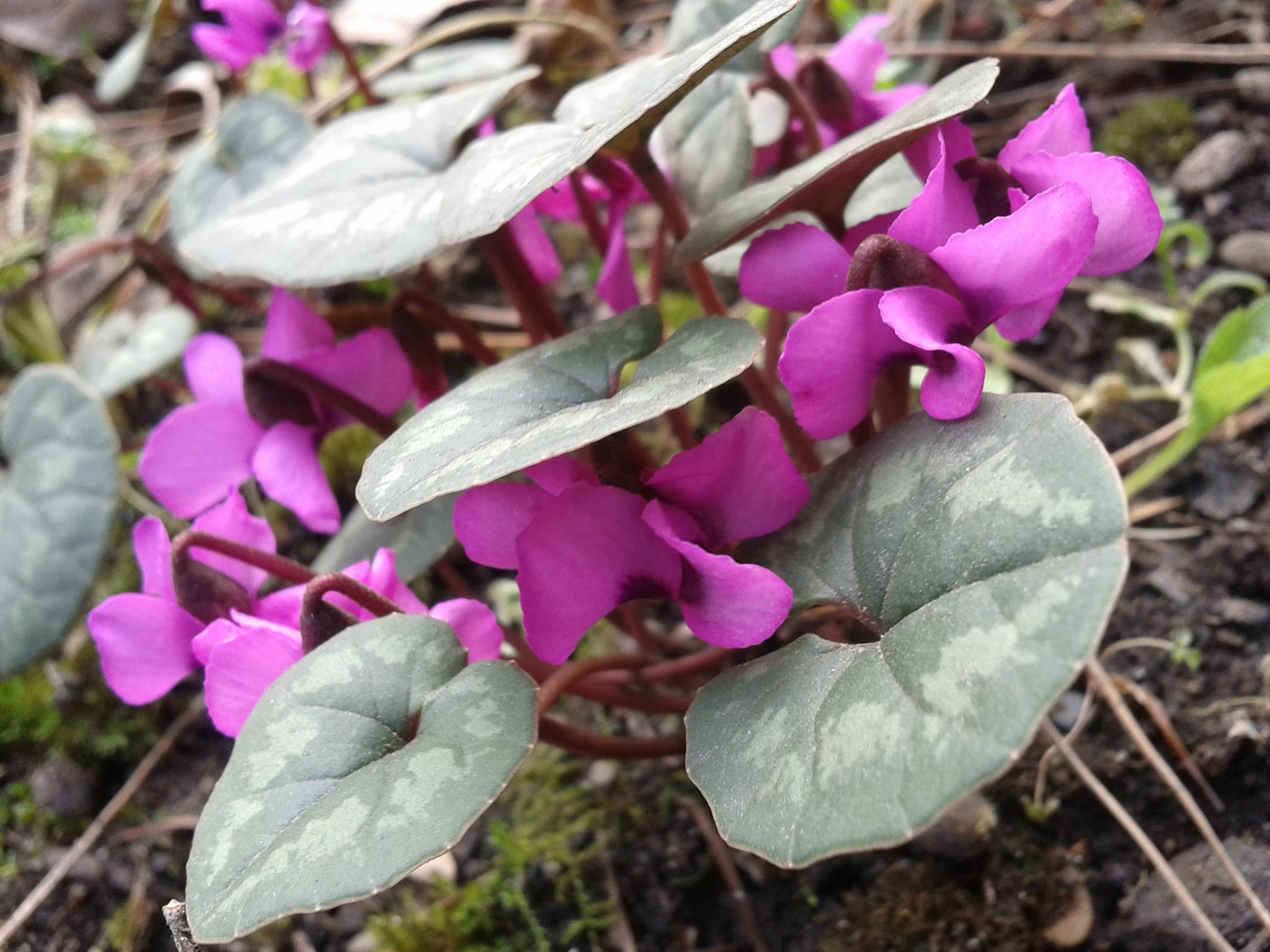 Колекційний цикламен Кузнєцова, ендемік Криму, Червона книга України